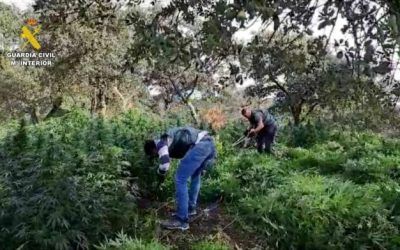 Detenidos tres vecinos de Talavera como responsables de una plantación con más de 2.000 plantas de marihuana