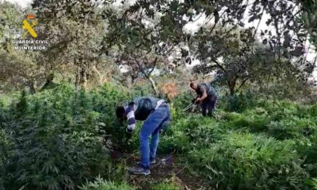 Detenidos tres vecinos de Talavera como responsables de una plantación con más de 2.000 plantas de marihuana
