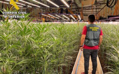 Dos cultivos de marihuana con más de 1.700 plantas desmantelados en Escalona