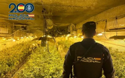 Desmantelado en Sonseca un cultivo de marihuana que estaba oculto tras un gallinero
