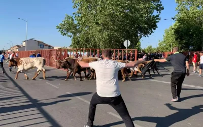 Encierro en el I Congreso Nacional de Toro de Cajón 2024 (fotos y video)