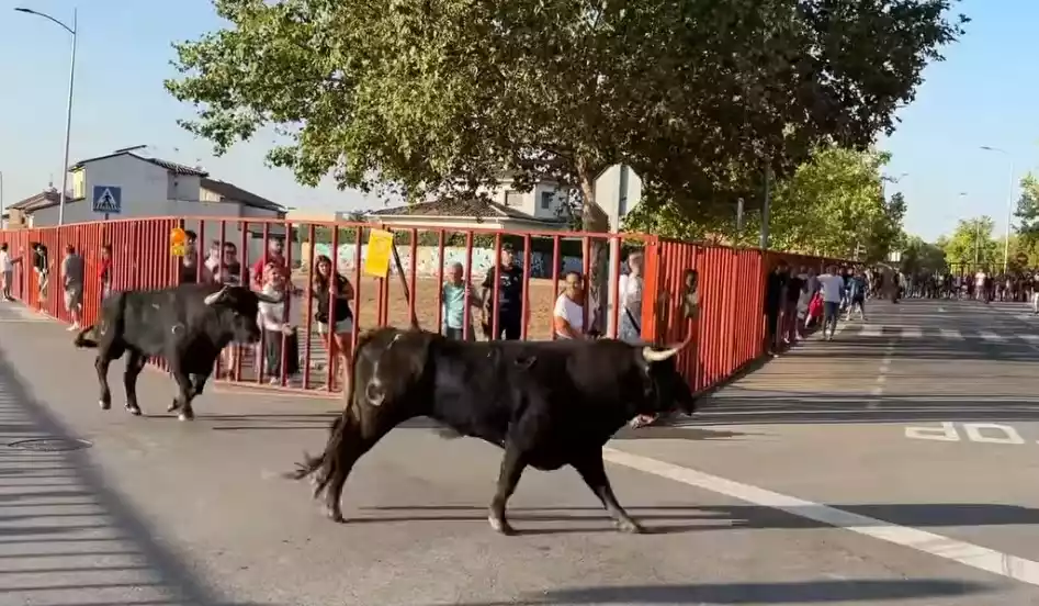 Encierro lunes. Fiestas Illescas 2024