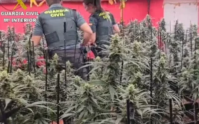 Dos detenidos y 467 plantas de marihuana incautadas en Cobeja