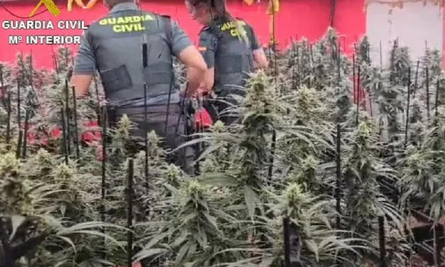 Dos detenidos y 467 plantas de marihuana incautadas en Cobeja