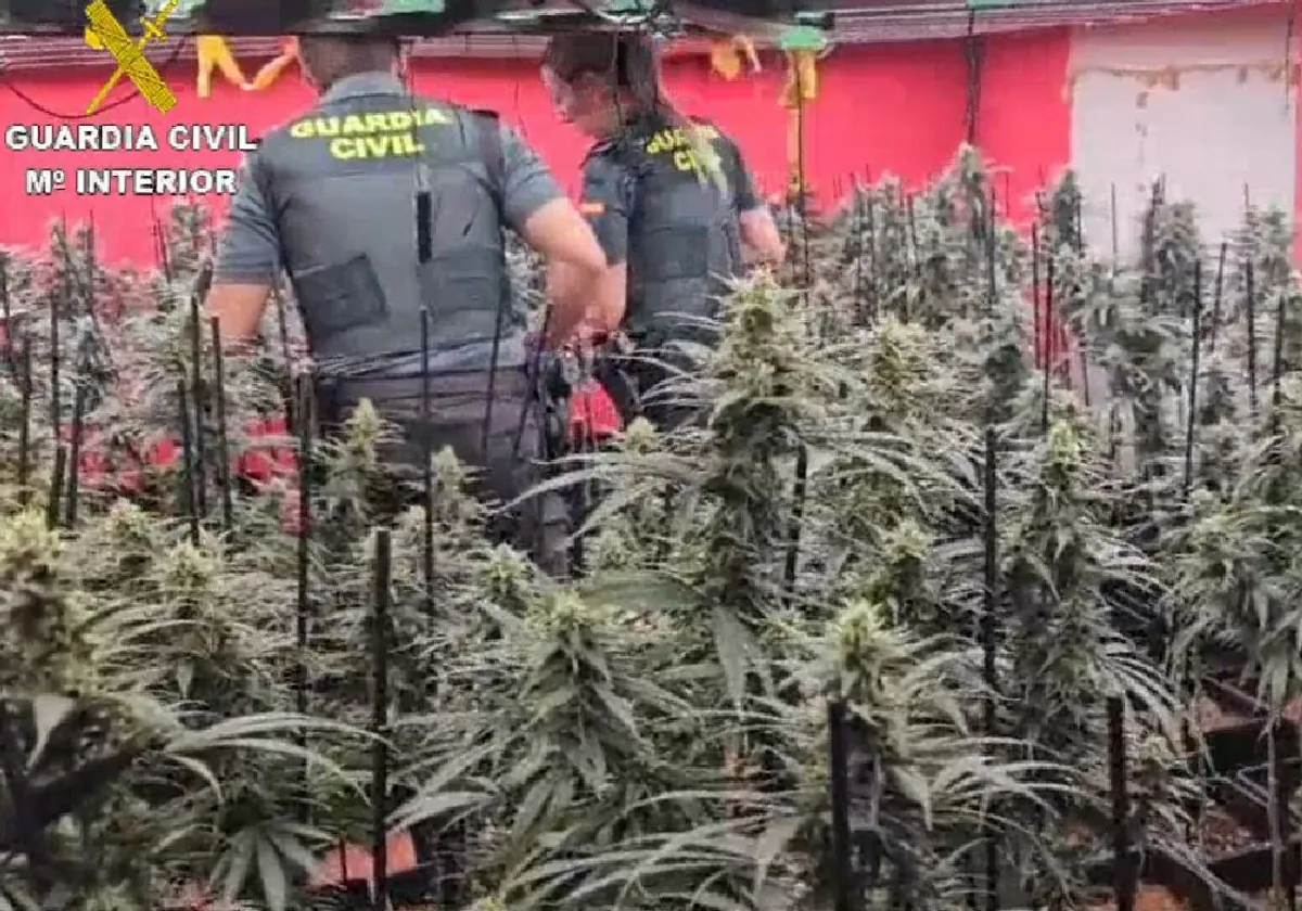 Plantación de marihuana en Cobeja