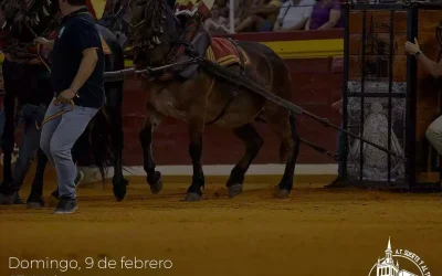 La asociación «Suerte y al Toro» de Illescas presenta el VIII Toro del Milagro