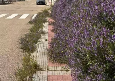 Illescas Acerado
