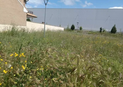 Illescas Maleza