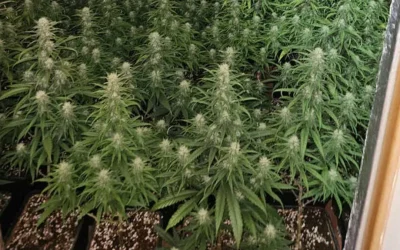 Desmanteladas dos plantaciones de marihuana en Talavera con más de mil plantas.