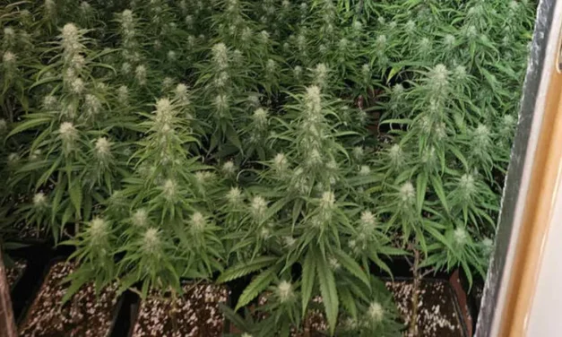 Desmanteladas dos plantaciones de marihuana en Talavera con más de mil plantas.