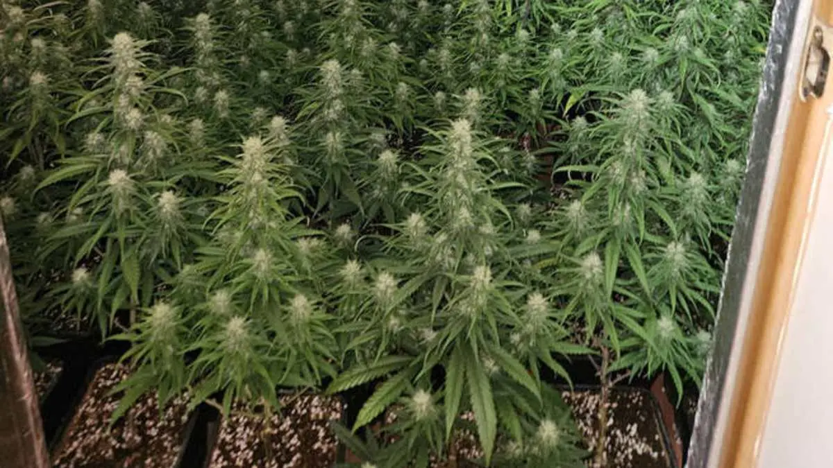 Plantación marihuana indoor
