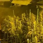Incautadas 400 plantas de marihuana en Yuncler. Hay 9 detenidos