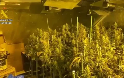 Incautadas 400 plantas de marihuana en Yuncler. Hay 9 detenidos