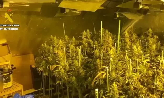 Incautadas 400 plantas de marihuana en Yuncler. Hay 9 detenidos