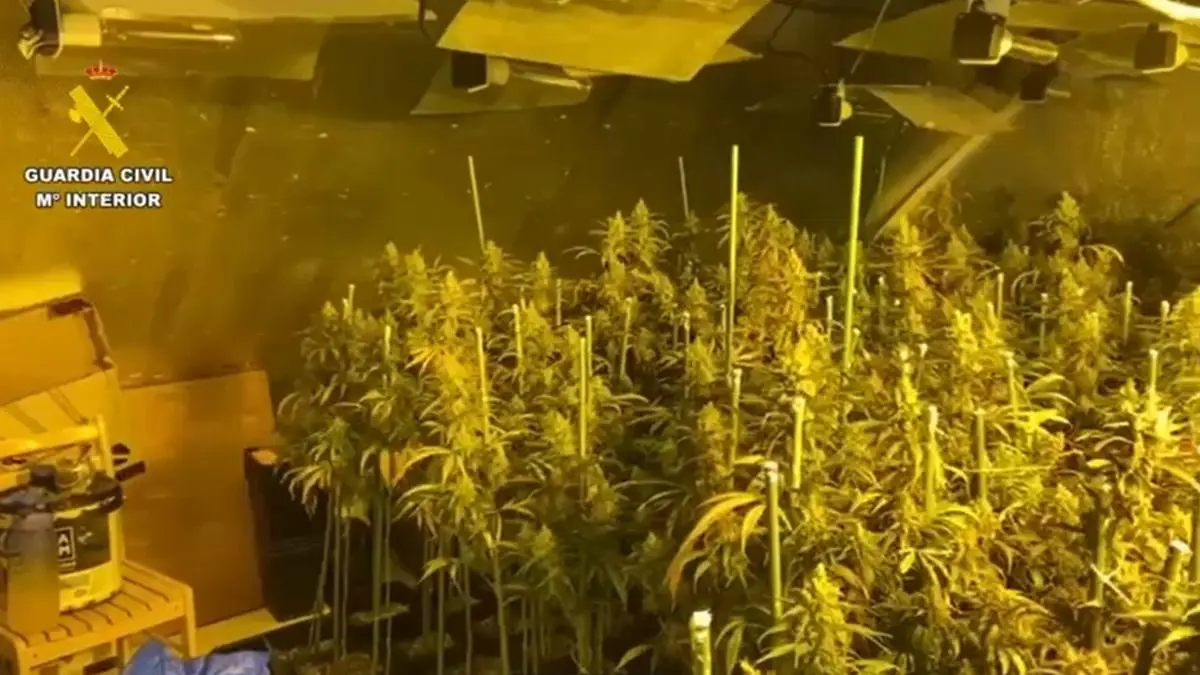 Plantación indoor Yuncler. Foto Guardia Civil