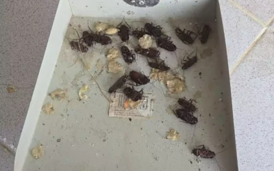 La Urbanización Residencial de El Señorío de Illescas: «El Imperio rastrero contraataca»