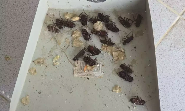 La Urbanización Residencial de El Señorío de Illescas: «El Imperio rastrero contraataca»