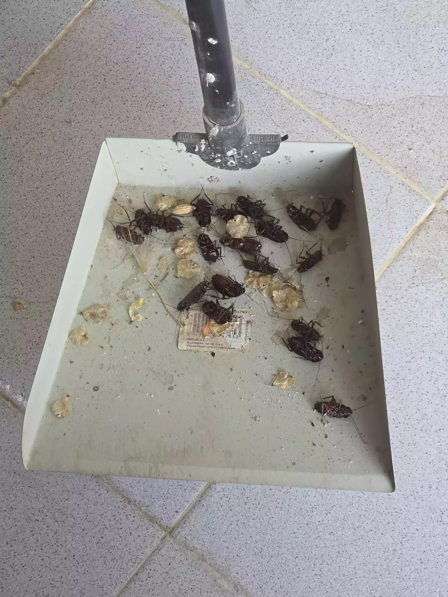 Cucarachas Señorío de Illescas