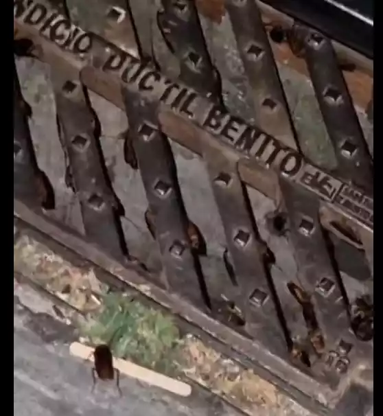 Cucarachas en Illescas y en el Señorío de Illescas
